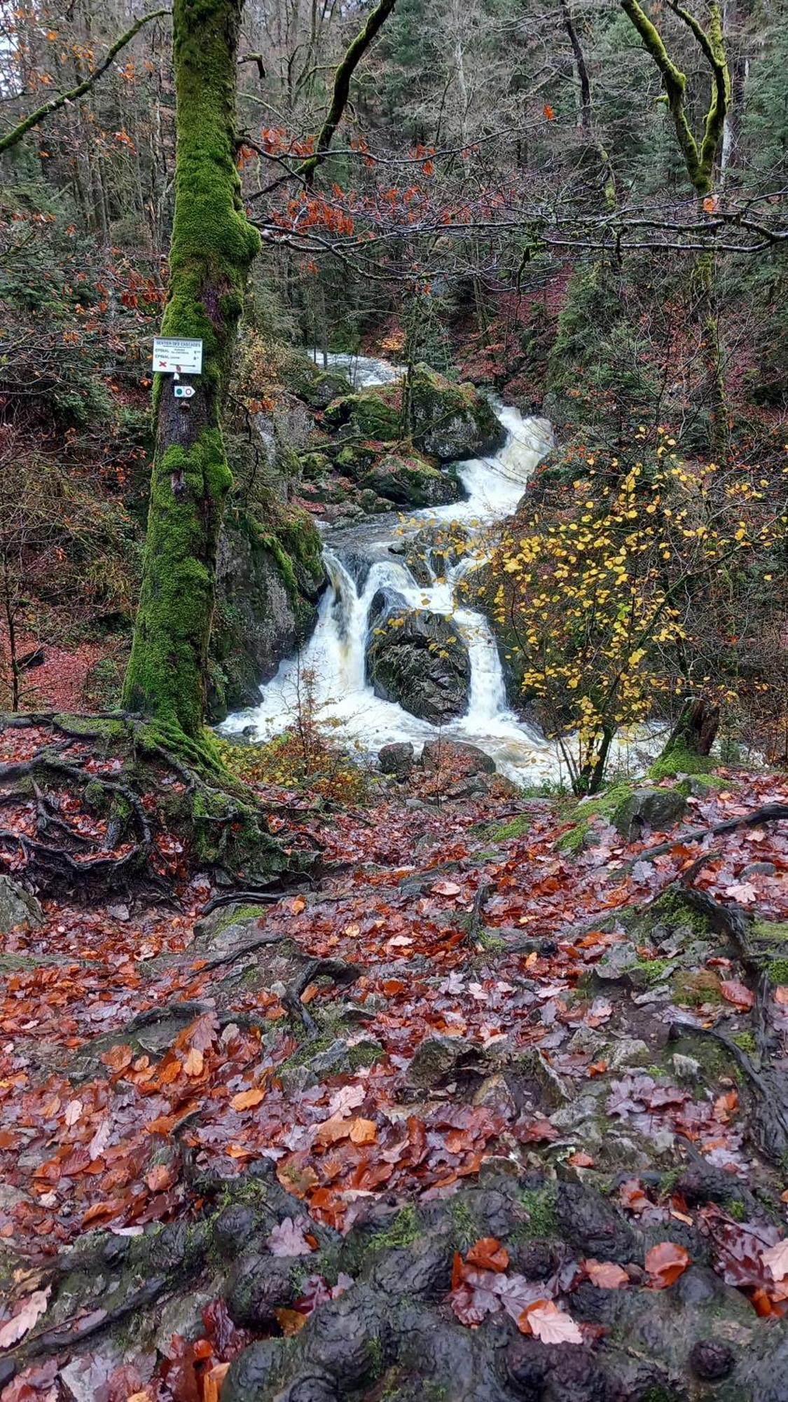 Chez Gigi Et Malou - Gite Brimbelle Champ-le-Duc Esterno foto